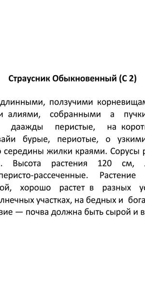 Папоротник микс ø17 h30 см Поиск Инвест