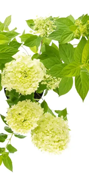 Гортензия метельчатая Limelight ø17 h35-55 см