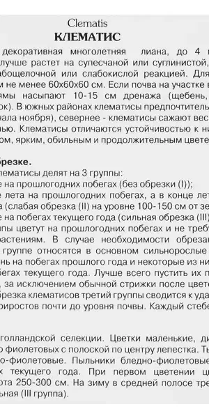 Клематис ботанический Супер Кьют h200 см