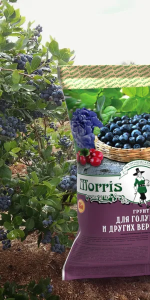 Почвогрунт Morris Green для голубики и других вересковых 65 л