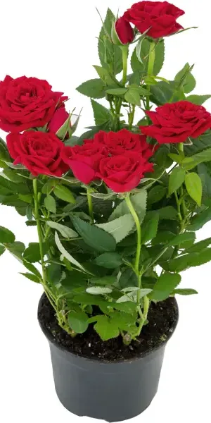 Роза горшечная Кордана микс 10.5x10.5 см