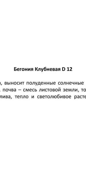 Бегония клубневая ø12 h25 см