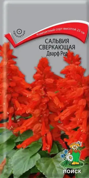 Семена цветов Поиск сальвия сверкающая Дварф Ред