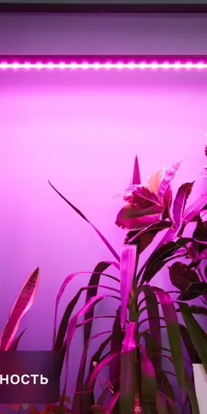 Фитосветильник светодиодный Uniel Фитолето P05 линейный накладной 540 мм 10 Вт красно-синего спектра для растений