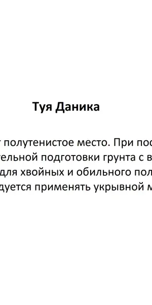 Туя Даника ø17 h25 см