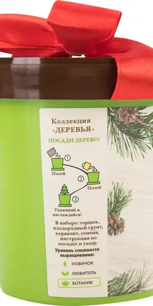 Сосна в горшке