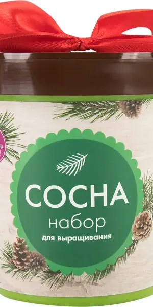 Сосна в горшке