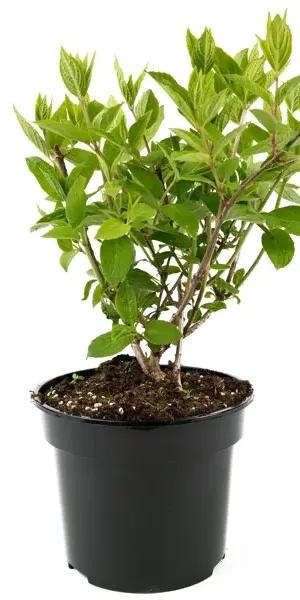 Гортензия метельчатая Grandiflora 45-65 см