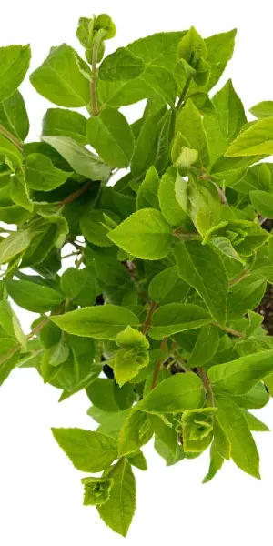 Гортензия метельчатая Grandiflora 45-65 см