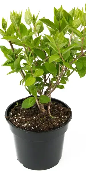 Гортензия метельчатая Grandiflora 45-65 см