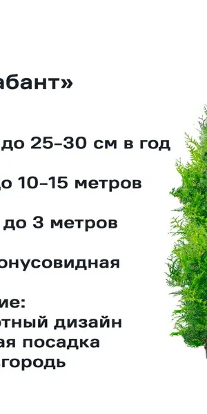 Туя западная Брабант h120 - 140 см