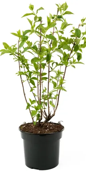 Гортензия метельчатая Limelight 55-75 см