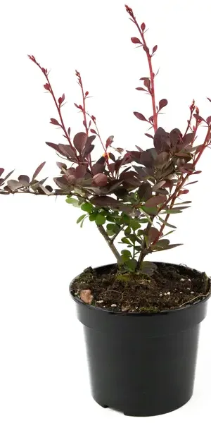 Барбарис Оттавский Superba 35-55 см
