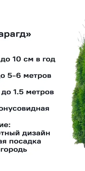 Туя западная Смарагд h100 - 120 см