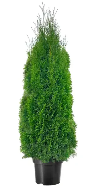 Туя западная Смарагд h100 - 120 см