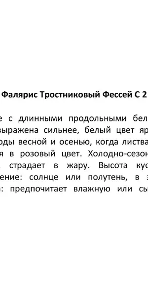 Фалярис тростниковый 17x20 см