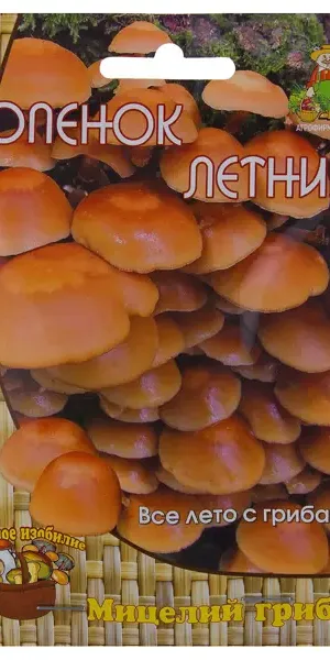 Семена Гриб опёнок летний «Мицелий» на древесном носителе