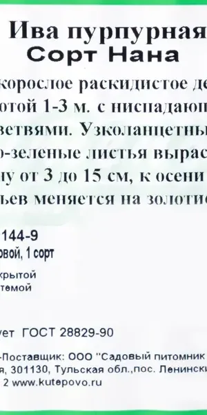 Ива пурпурная «Нана» С2 40 см