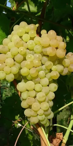 Виноград плодовый C2, h20-30 см, 2 года, контейнер