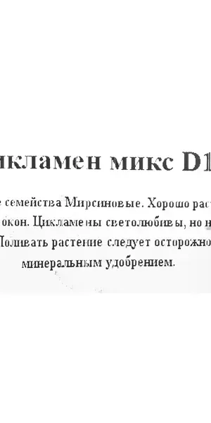 Цикламен микс d12