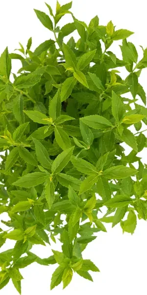 Спирея японская Albiflora 35-55 см