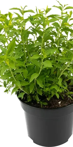 Спирея японская Albiflora 35-55 см