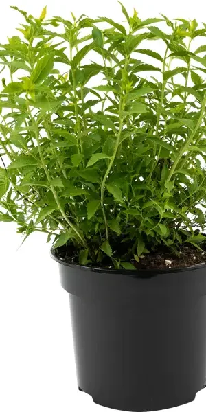 Спирея японская Albiflora 35-55 см