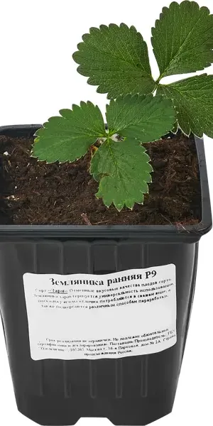 Земляника ранняя микс h15 см