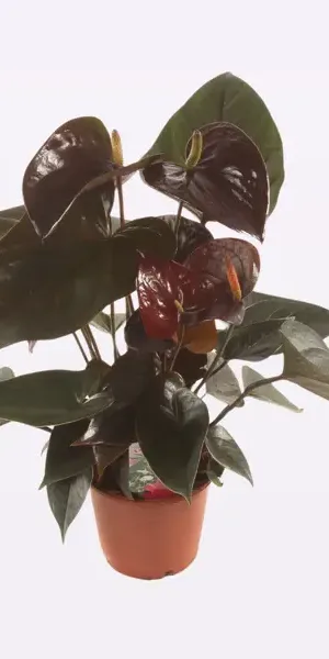 Антуриум Париж Блэк ø12 h40 см