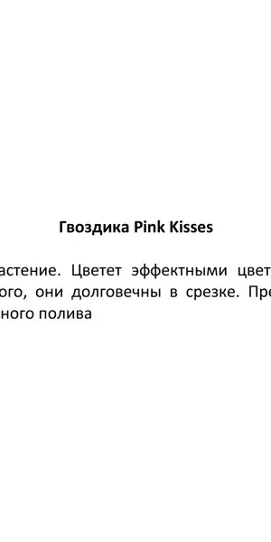 Гвоздика многолетняя Pink Kisses 13x16 см