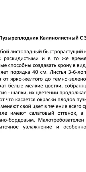 Пузыреплодник калинолистный ø17 h30 см