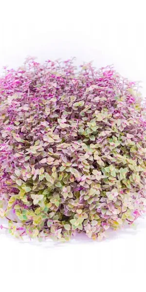 Каллизия розовая ø15 h25 см