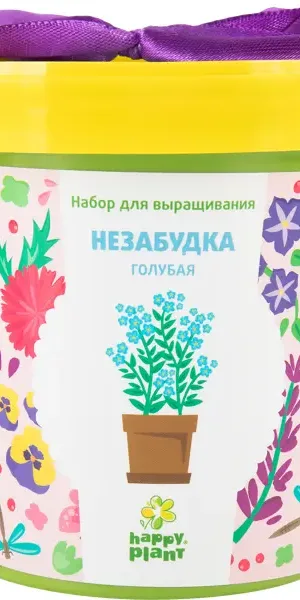 Незабудка голубая в горшке
