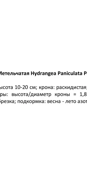 Гортензия метельчатая Полар Биар ø9 h20 см