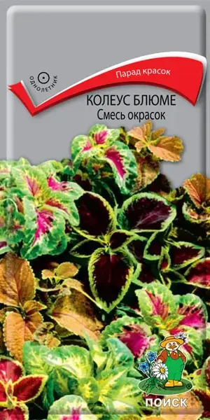 Семена цветов Поиск колеус Блюме микс