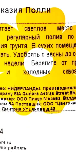 Алоказия Полли 12x35 см