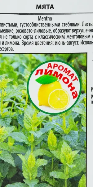 Мята Альмира 1.5 л h15 см