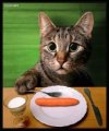 кот с сосиской.jpg