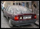 961_grachi_prileteli_1.jpg