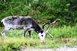 norway 288.jpg