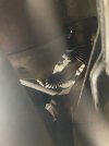 IMG_4528.jpeg