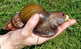caracol-gigante01.jpg