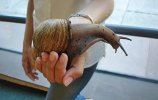 caracol-gigante02.jpg
