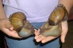 caracol-gigante04.jpg