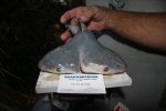 tiburon-dos-cabezas1-jpg_130534.jpg