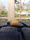 IMG_20130516_193333.jpg