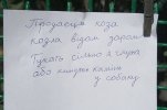 294958_original.jpg