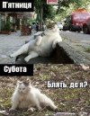 кот.jpg