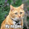 mojofree