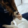 LazyDeer